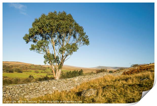 Eucalyptus Tree Brecon Beacons South Wales Print by Nick Jenkins