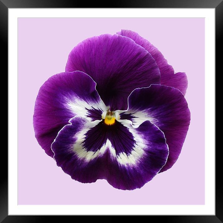 Purple Pansy Framed Mounted Print by Sarah Couzens