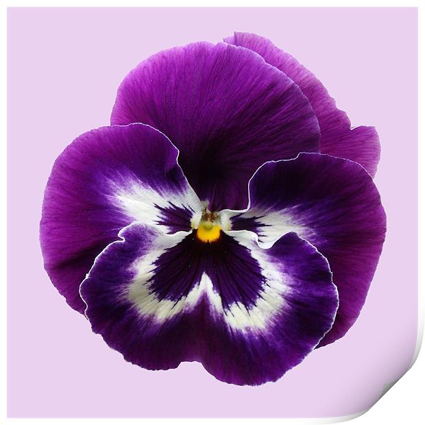 Purple Pansy Print by Sarah Couzens