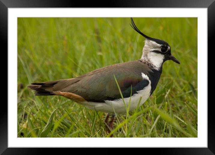 Lapwing Framed Mounted Print by Thomas Schaeffer