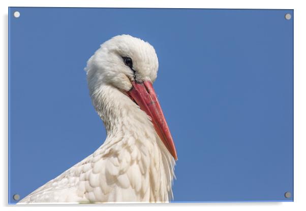 Stork Acrylic by Thomas Schaeffer