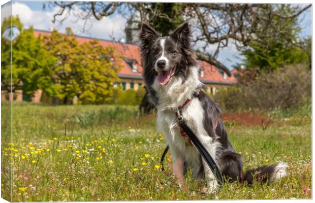 Border Collie in the Park Canvas Print by Thomas Schaeffer