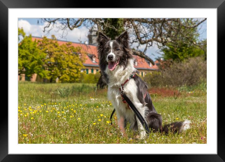 Border Collie in the Park Framed Mounted Print by Thomas Schaeffer
