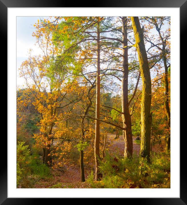 Oxshott Heath Surrey Framed Mounted Print by Clive Eariss