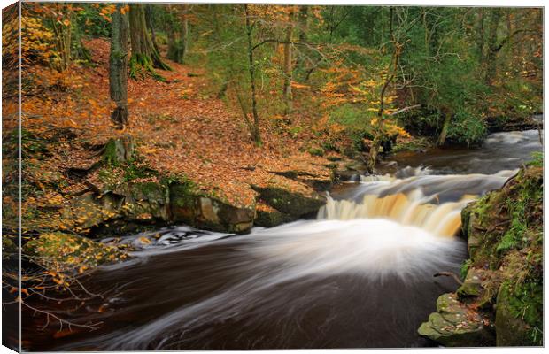  Rivelin Waterfalls in Autumn                      Canvas Print by Darren Galpin