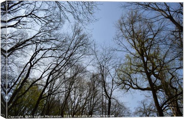 The array beautiful trees in jungle. Canvas Print by Ali asghar Mazinanian