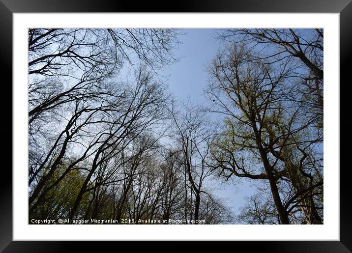 The array beautiful trees in jungle. Framed Mounted Print by Ali asghar Mazinanian