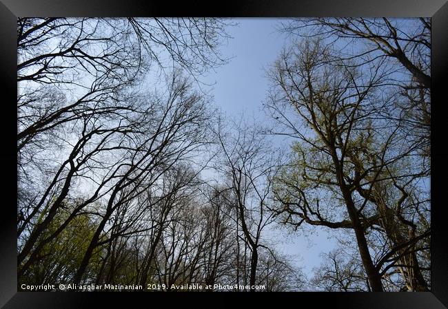 The array beautiful trees in jungle. Framed Print by Ali asghar Mazinanian