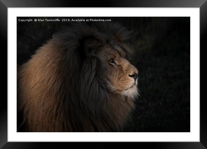 Lion lit by a sunbeam Framed Mounted Print by Alan Tunnicliffe