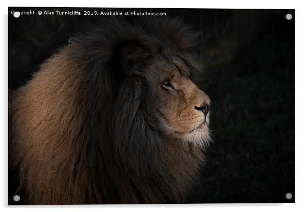 Lion lit by a sunbeam Acrylic by Alan Tunnicliffe