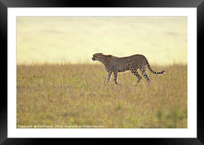 Cheetah  Framed Mounted Print by Neil Parker