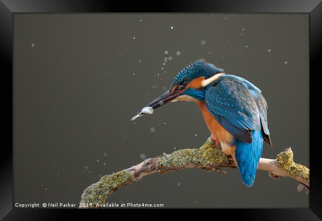 Kingfisher Framed Print by Neil Parker