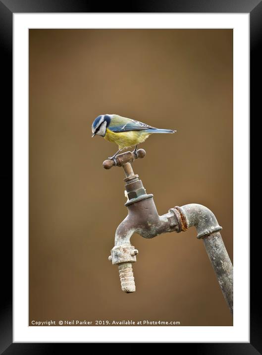 Blue Tit Framed Mounted Print by Neil Parker