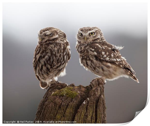 Little owls Print by Neil Parker