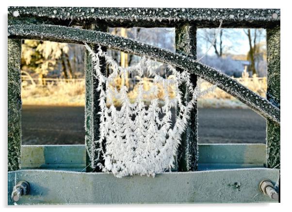 Hoar frost on spders web Acrylic by JC studios LRPS ARPS