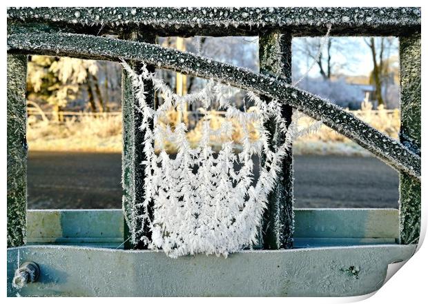 Hoar frost on spders web Print by JC studios LRPS ARPS