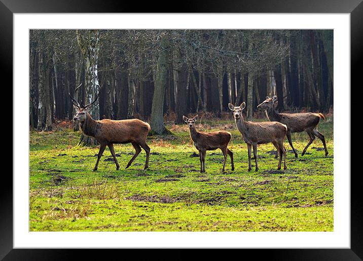 Deer Framed Mounted Print by Darrin Collett