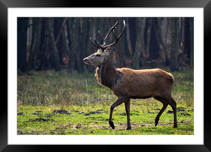 Woodland King Framed Mounted Print by Darrin Collett