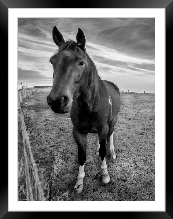 Hello Mr Ed Mono Framed Mounted Print by Naylor's Photography