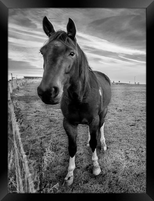 Hello Mr Ed Mono Framed Print by Naylor's Photography