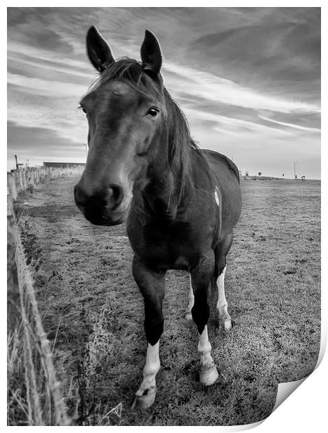 Hello Mr Ed Mono Print by Naylor's Photography