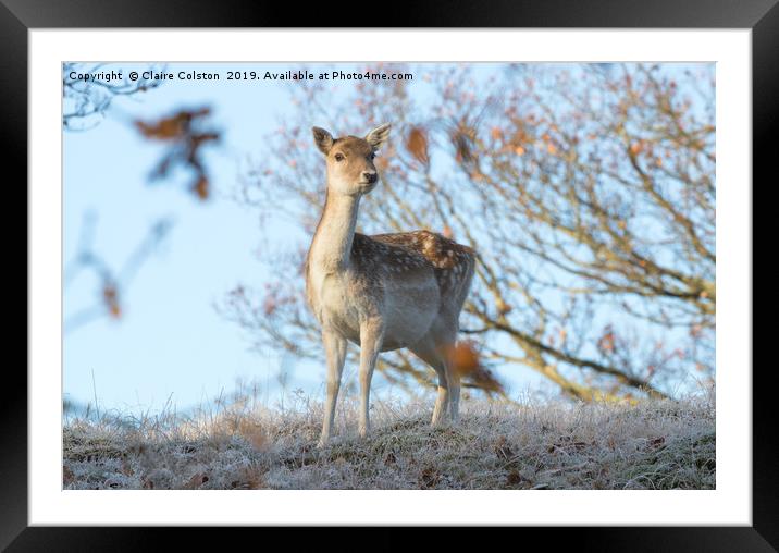 Deer  Framed Mounted Print by Claire Colston