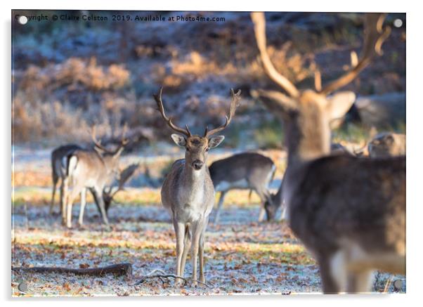 Wild Deer Acrylic by Claire Colston