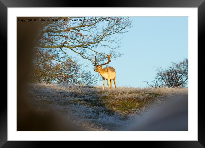 Wild Deer Framed Mounted Print by Claire Colston