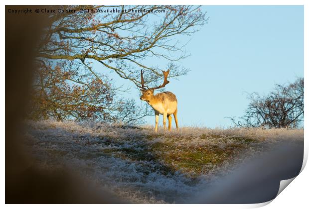 Wild Deer Print by Claire Colston