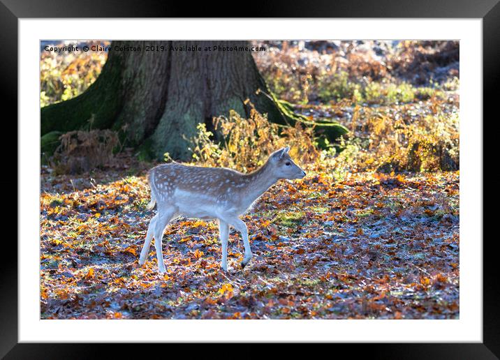 Baby Deer Framed Mounted Print by Claire Colston