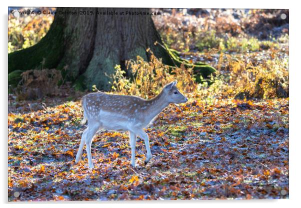 Baby Deer Acrylic by Claire Colston