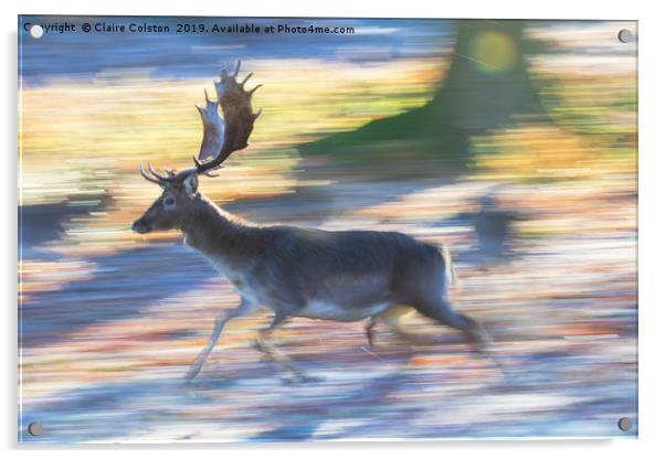 Running Deer Acrylic by Claire Colston