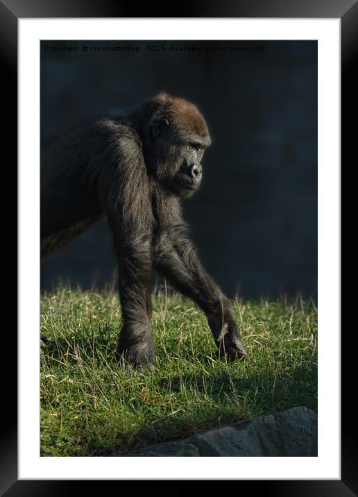 Inquisitive Gorilla Lope Framed Mounted Print by rawshutterbug 