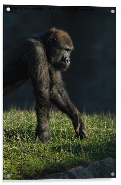 Inquisitive Gorilla Lope Acrylic by rawshutterbug 