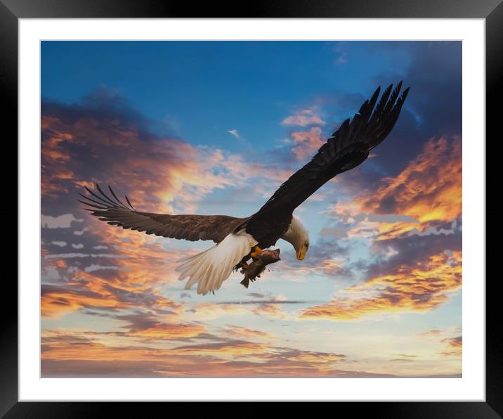 Eagle on Dramatic Sky Framed Mounted Print by Darryl Brooks