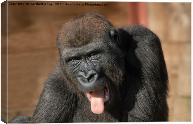 Gorilla Lope Showing His Tongue Canvas Print by rawshutterbug 