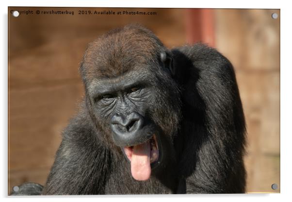 Gorilla Lope Showing His Tongue Acrylic by rawshutterbug 