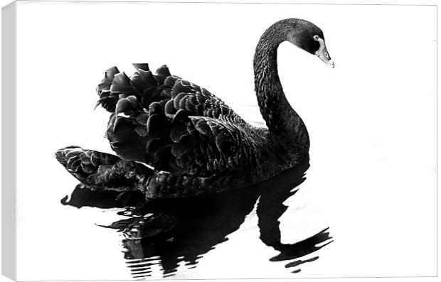 Black Swan Canvas Print by Brian Beckett