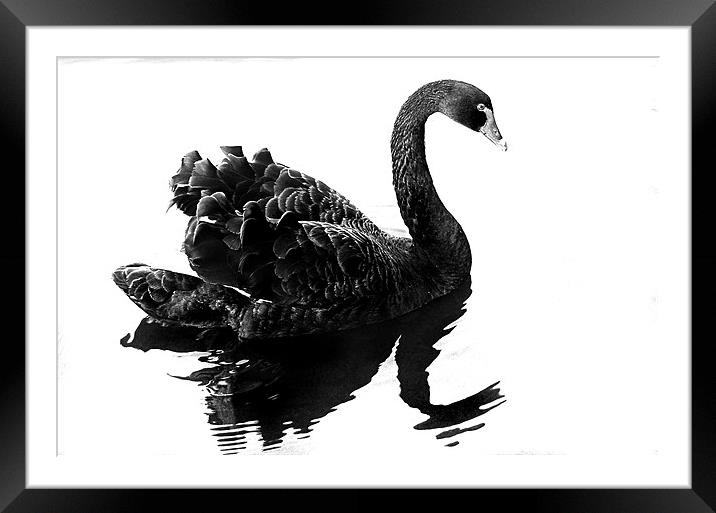 Black Swan Framed Mounted Print by Brian Beckett
