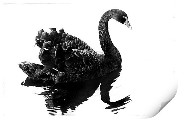 Black Swan Print by Brian Beckett