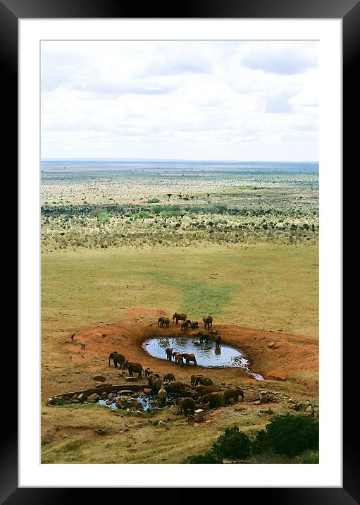 Elephants at the Waterhole Framed Mounted Print by David Gardener