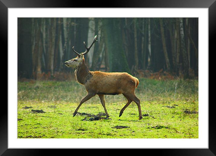 The Proud Stag Framed Mounted Print by kelly Draper