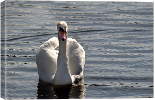 Not another Swan!!! Canvas Print by Chris Day