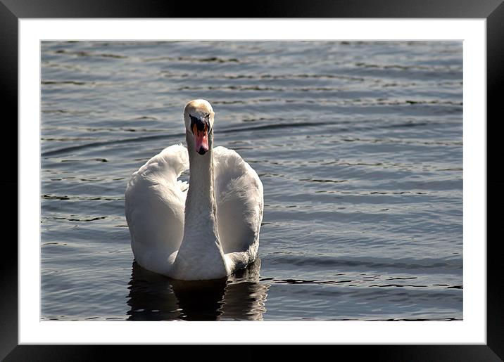 Not another Swan!!! Framed Mounted Print by Chris Day