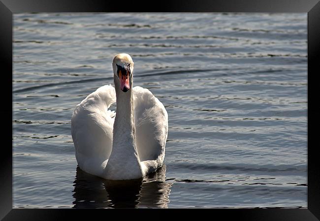 Not another Swan!!! Framed Print by Chris Day