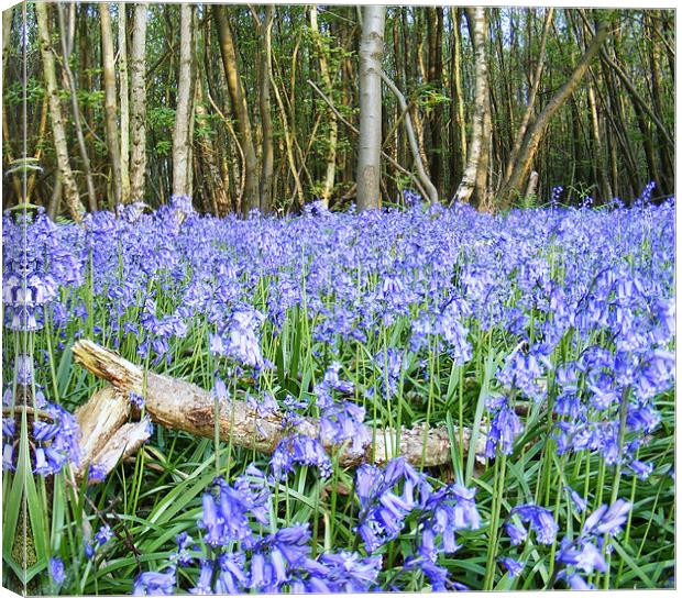 Bluebells and Log Canvas Print by val butcher