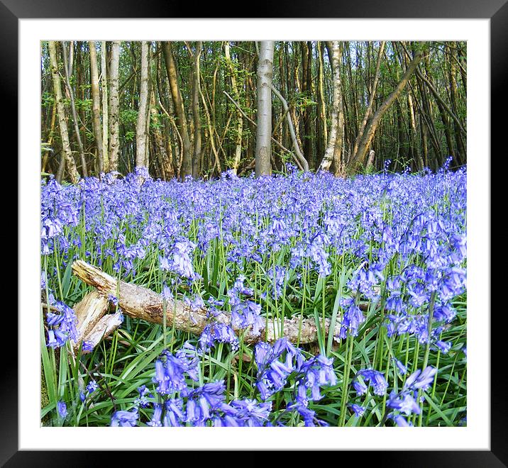 Bluebells and Log Framed Mounted Print by val butcher