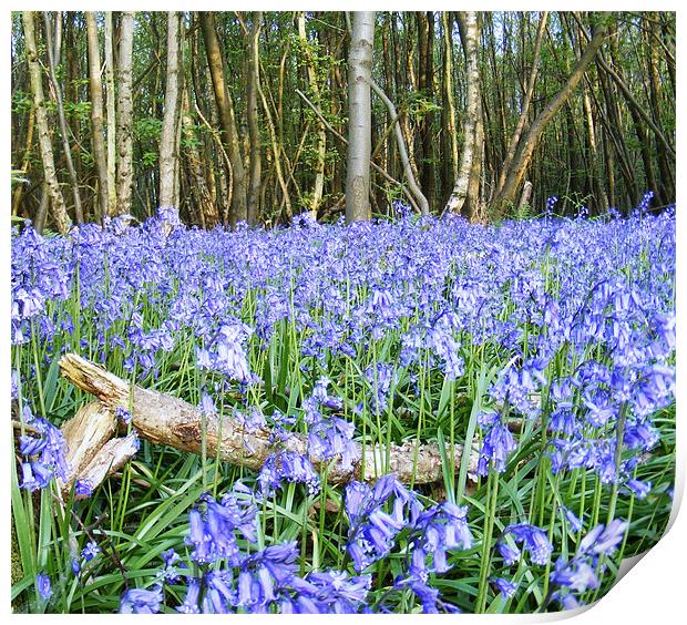 Bluebells and Log Print by val butcher