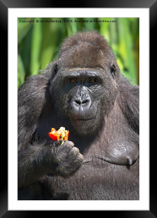 Gorilla Loves Her Pepper Framed Mounted Print by rawshutterbug 