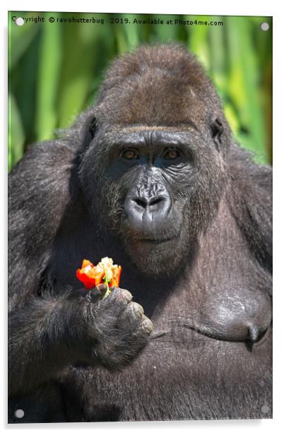 Gorilla Loves Her Pepper Acrylic by rawshutterbug 